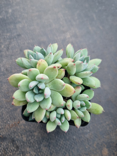 *GLGhybrid(1-819) Graptopetalum Mendozae hybrid 丸姬杂