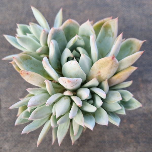 *GLGhybrid(1-1673) Echeveria Mexican Giant hybrid 巨人杂