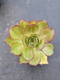 Aeonium sp. 仙桃法师