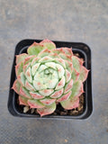 Echeveria Red Hole 朱砂痣