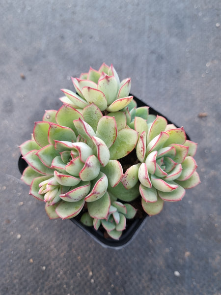 *GLGhybrid(1-1024) Echeveria Ballsii Hybrid 灰姑娘杂