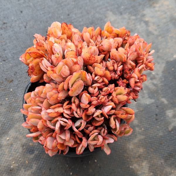 11cm pot Echeveria 'Blue Curls' Crested 蓝狐缀化