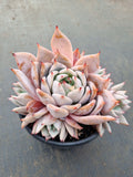 *GLGhybrid(2-13) Echeveria Mexican GiantXEcheveria cuspidata var. Zaragozae巨人杂黑爪