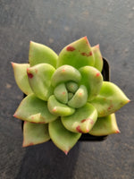 *GLGhybrid(1-343) Echeveria agavoides Ebony hybrid 乌木杂