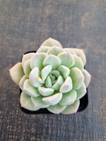 *GLGhybrid(1-1256) Pachyveria Elain hybrid 香水杂