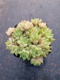 Haworthia no ID