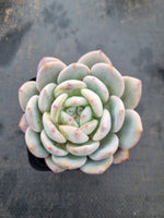 Echeveria Monroe 梦露