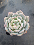 Echeveria Monroe 梦露