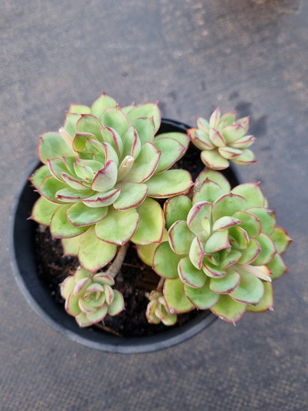 *GLGhybrid(2-352) Echeveria Pulidonis Veracruz hybrid 红边灵影杂