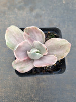 Echeveria Decora (variegated plants) 德克拉锦