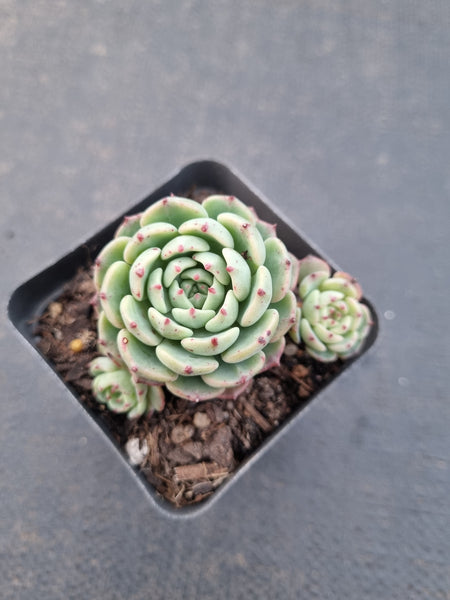 *GLGhybrid(1-897) Echeveria Minima hybrid 姬莲杂