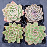 *GLGhybrid(1-505) Special hybrid pack of 4