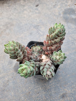 Haworthia Reinwardtii 'African Pearls'