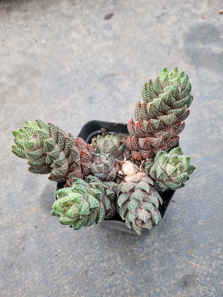 Haworthia Reinwardtii 'African Pearls'