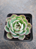 *GLGhybrid(1-748) Echeveria El Encino hybrid 恩西诺杂