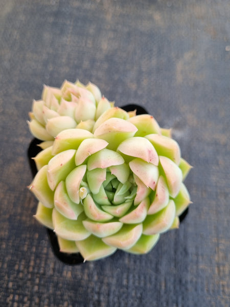 *GLGhybrid(1-1254) Echeveria Elegans 'Alba' hybrid 白月影杂