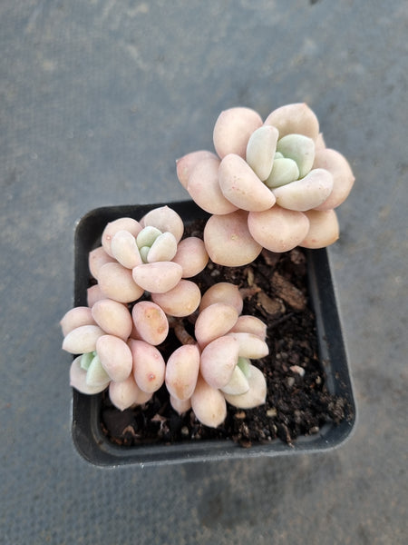 *GLGhybrid(1-1057) Graptopetalum Mendozae hybrid 丸姬杂