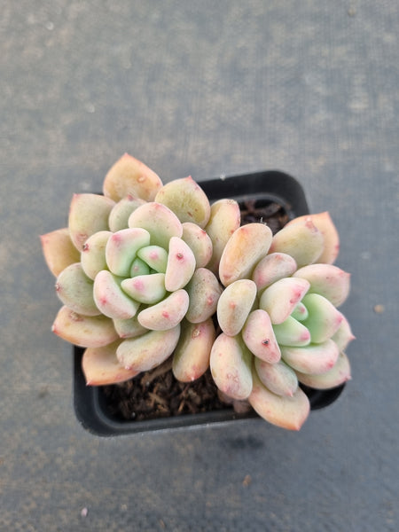 *GLGhybrid(1-1111) Pachyveria Elaine hybrid(small) 香水杂