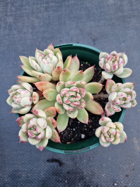 *GLGhybrid(2-311) Echeveria Agavoides hybrid 冬云杂