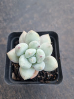 *GLGhybrid(1-802) Pachyveria Elaine hybrid 香水杂