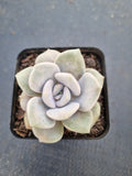 Graptoveria ‘Margaret Rose’  诺玛