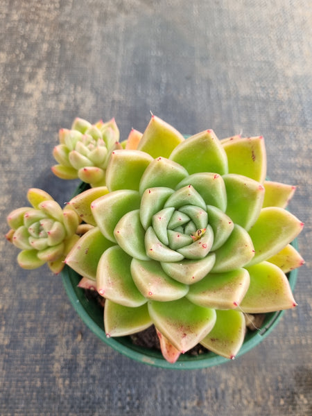 *GLGhybrid(2-291) Echeveria agavoides Ebony hybrid 乌木杂