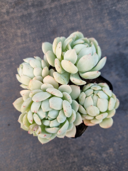 GLGhybrid - Echeveria 'Jade hairpin' 玉花簪