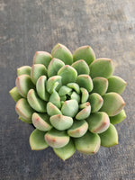 *GLGhybrid(2-228) Pachyveria Elain hybrid 香水杂