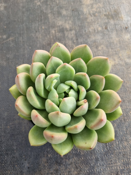 *GLGhybrid(2-228) Pachyveria Elain hybrid 香水杂