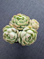 *GLGhybrid(1-1003) Echeveria Schichi-kuksi hybrid