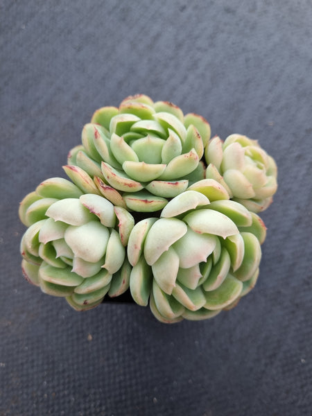 *GLGhybrid(1-1003) Echeveria Schichi-kuksi hybrid