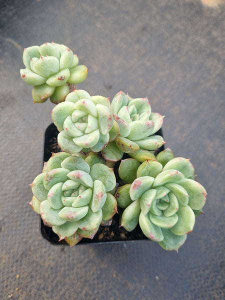 *GLGhybrid(1-1322) Echeveria Elegans 'Alba' hybrid 白月影杂