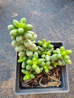 Sedum Hernandezii 绿龟卵