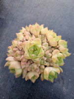 Haworthia Xantha gold multi heads 黄金凝脂菊
