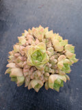 Haworthia Xantha gold multi heads 黄金凝脂菊