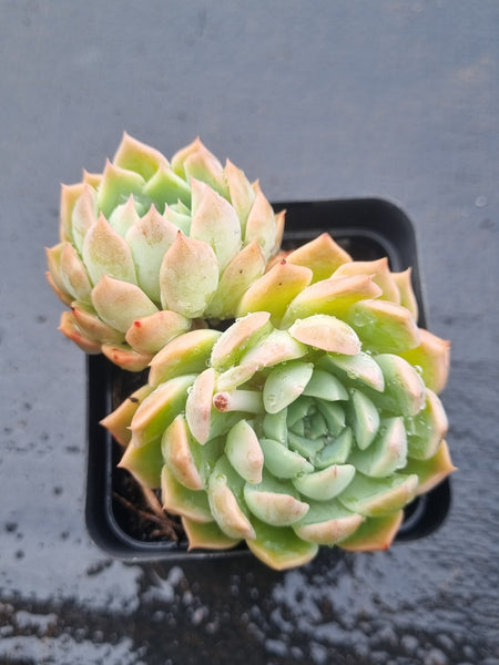 *GLGhybrid(1-1497) Echeveria Mexico Minima hybrid 墨姬杂