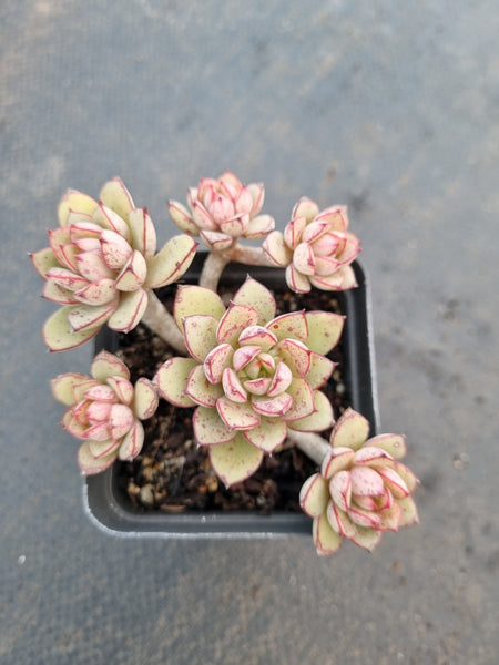 *GLGhybrid(1-1056) Echeveria Ballsii Hybrid 灰姑娘杂