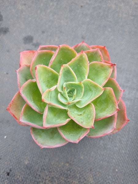 *GLGhybrid(1-1357) Echeveria shaviana hime hybrid 沙维娜杂