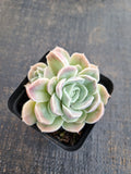 *GLGhybrid(1-1301) Echeveria Hyalina hybrid 海琳娜杂