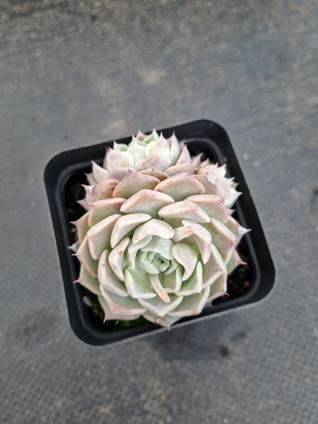 *GLGhybrid(1-1177) Echeveria Halbingeri hybrid 海滨格瑞杂