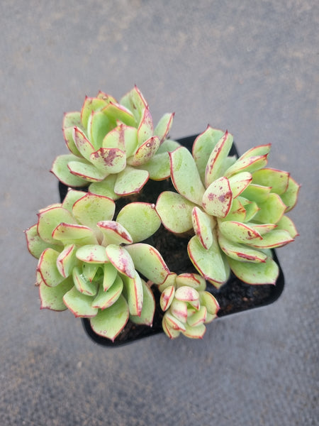 *GLGhybrid(1-1346) Echeveria Ballsii Hybrid 灰姑娘杂