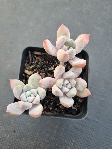 *GLGhybrid(1-873) Echeveria 'Beauty's Silhouette' 丽影
