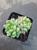 Sedeveria Blue Elf 蓝精灵（蓝苹果）