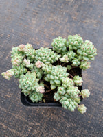 *GLGhybrid(1-708) Sedum Perezdelarosae hybrid 焦糖精灵杂