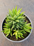 Haworthia variegated No ID