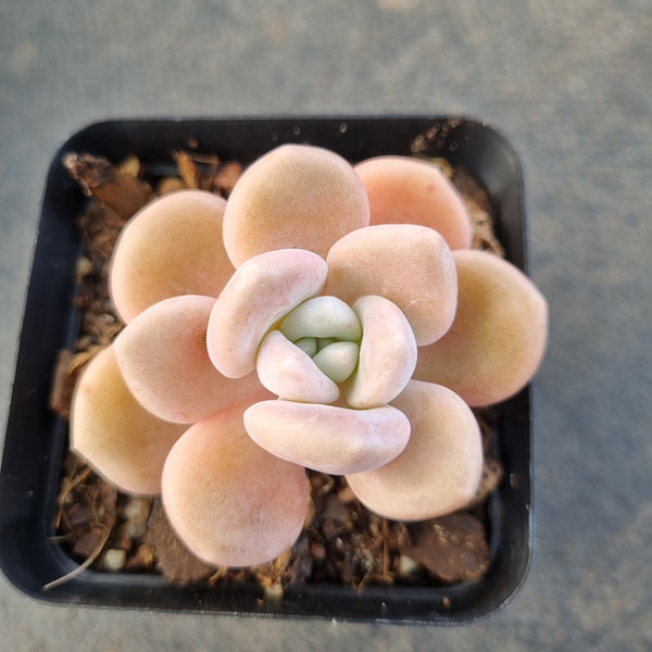 *GLGhybrid - Graptopetalum Mendozae X Ellen 丸姬杂艾伦