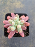 Sedum Pachyphyllum 'Koigokoro'   恋心