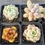 *GLGhybrid(1-1685) Special hybrid pack of 4