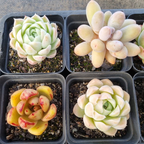 *GLGhybrid(1-1685) Special hybrid pack of 4