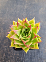 *GLGhybrid(1-1258) Echeveria agavoides Ebony hybrid 乌木杂